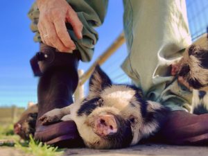 Kunekune biggetje