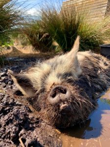 Kunekune mud pool