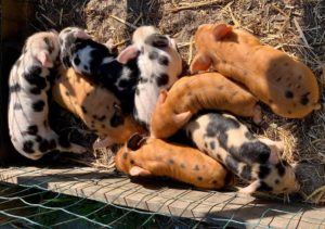 Pile of kune kune piglets 