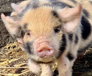 Kune kune boar piglet