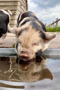 Reflection kune kune piglet 