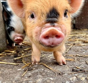 Piglet kunekune