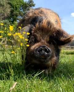 Grazing pig kune kune