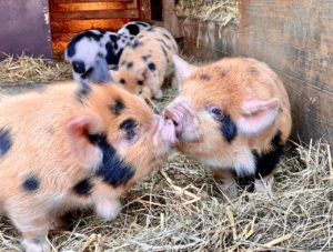 kunekune biggen