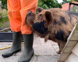 Kunekune sow