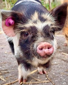 Kunekune piglet