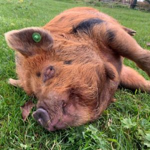 Kunekune boar sleeping