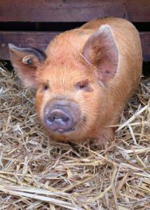 Bluebell kunekune 