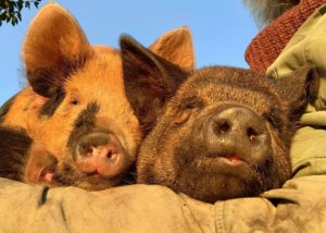 kunekune piglets 