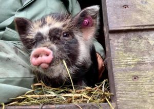 Vera kunekune