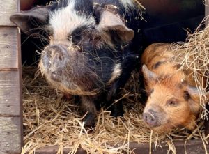 Sow and gilt kune kune