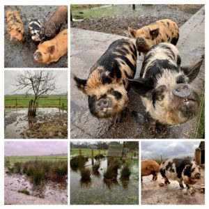 Kune kunes and Winter