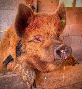 Kunekune boar ginger