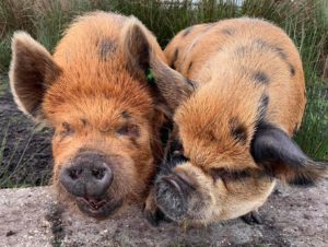 Boar and sow kunekune