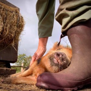 Sweet Olive kunekune