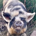 kunekune sow Betty