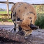 kunekune help mee