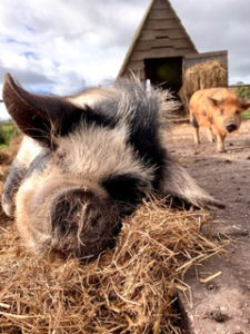 kunekune zeug Plum