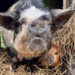 Old kunekune sow and piglet