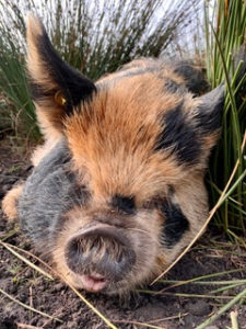 kunekune sleeping