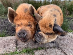 kunekune boar and sow