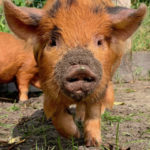 kunekune big