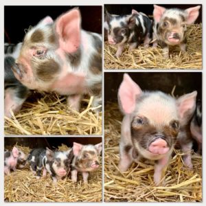 piglets kune kune