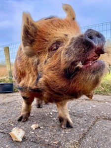 Kunekune boar