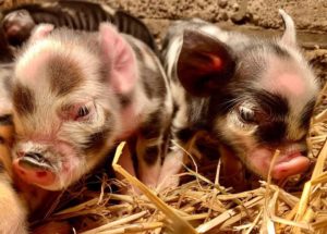 piglets kunes 