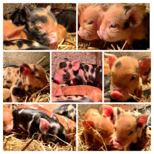 Kune kune piglets 