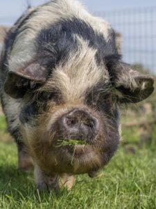 Kunekune zeug