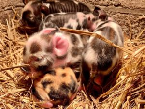 Kunekune piglets 