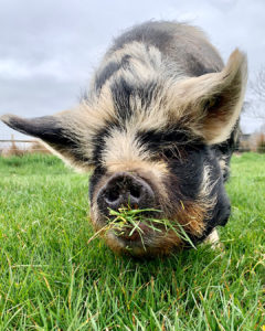 Kunekune zeug