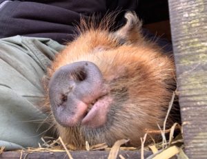 Kunekune