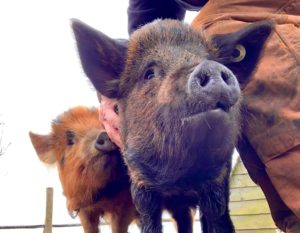 kunekune gilts