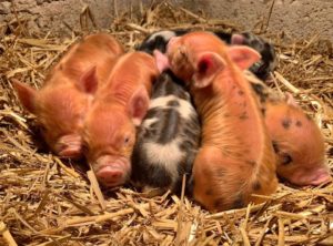 Piglets kunekune 