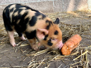 Big kunekune