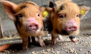 Piglets kune kune