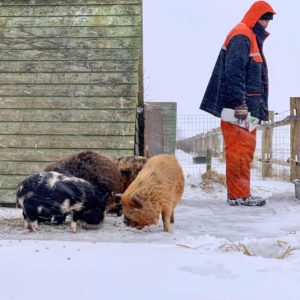 Kune kune pigs snow