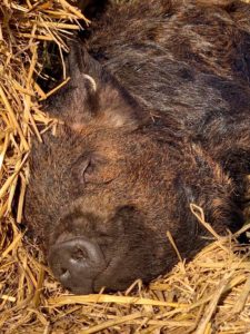 Kunekune