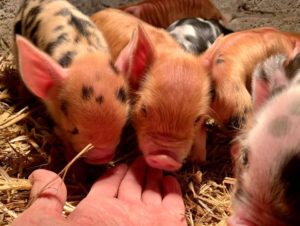 Piglets kune kune