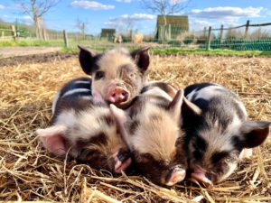 Pile of piglets 