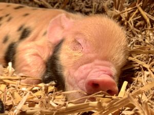 Kunekune big