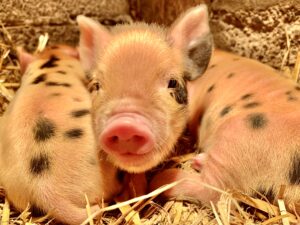 Biggen kunekune