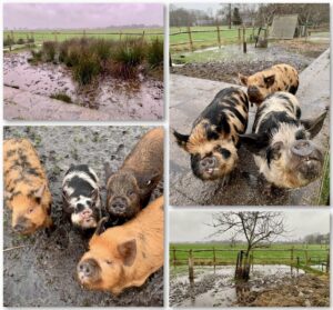 Kunekune pigs in winter, varkens modder kune kune