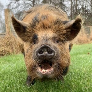 Sow, zeug, kune kune