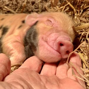 Sleeping kune kune piglet, big