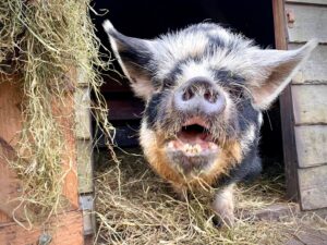 Sow kunekune