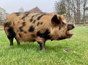 Kune kune zeug