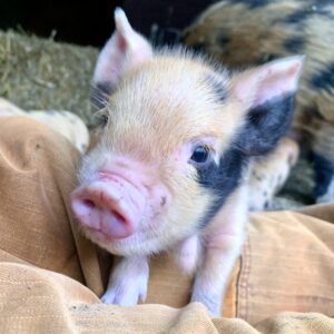 Big, piglet, kune kune, kunekune